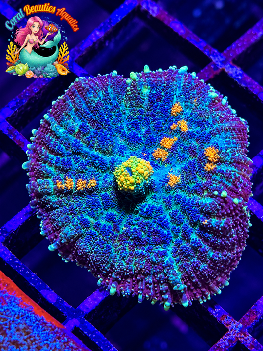 CBA Medusa Mushroom Coral