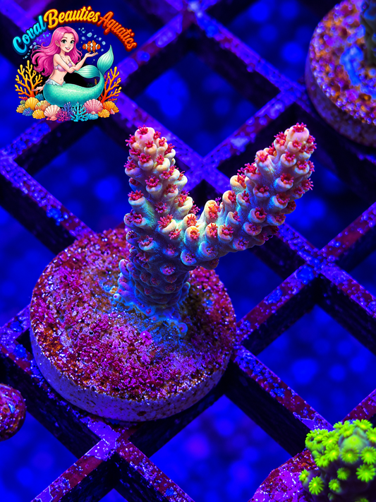Dragon Rider Selago SPS Coral