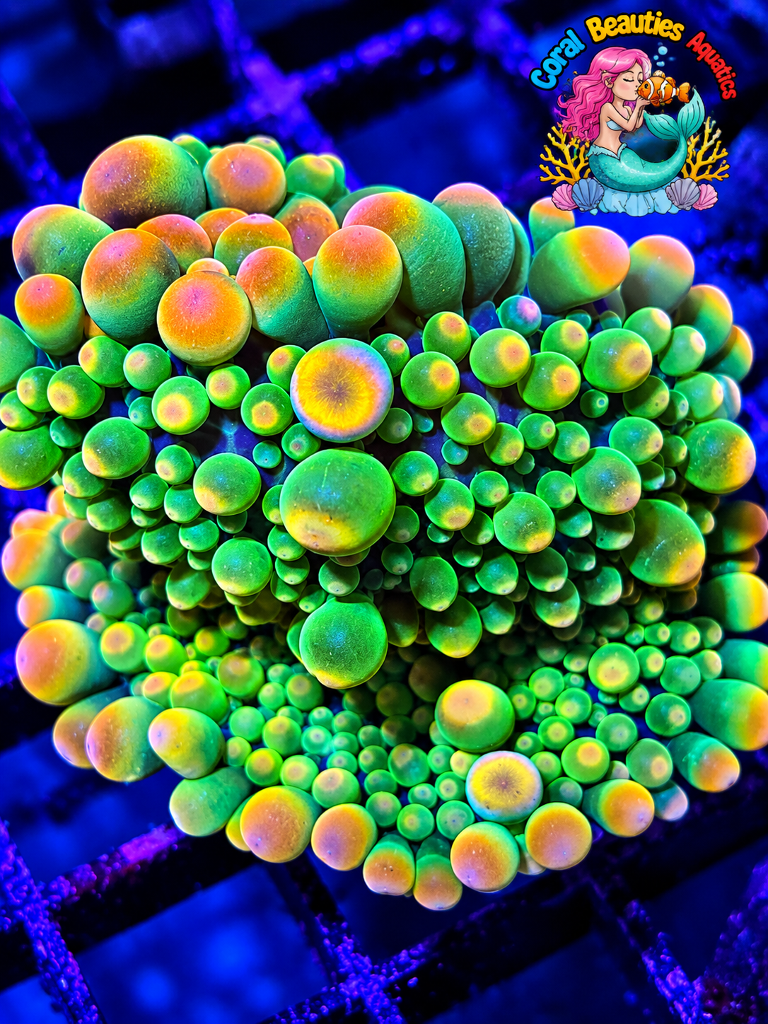 Bridezilla Ultra Rare Bounce Mushroom - Must have!
