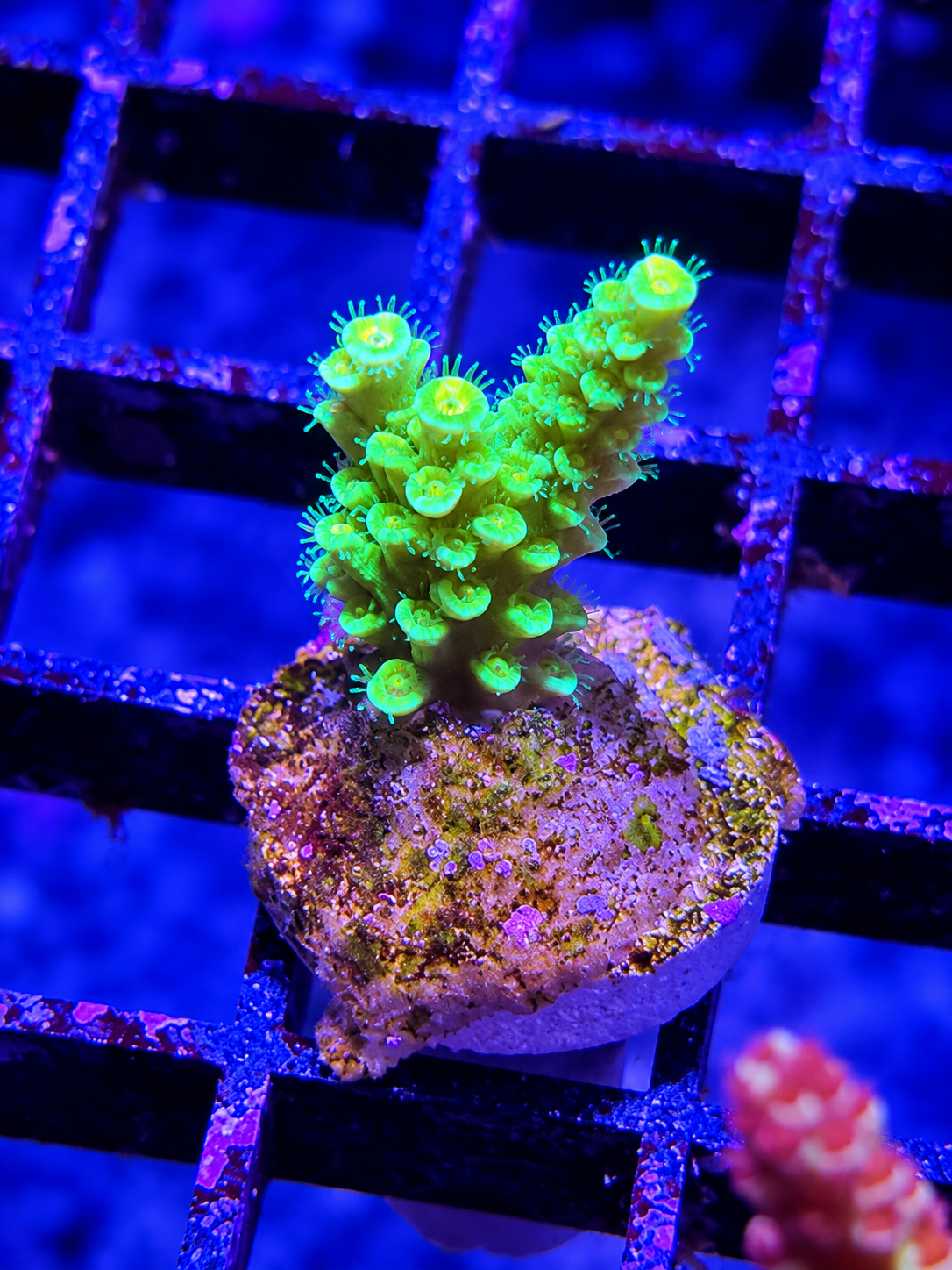 Willy Wonka SPS Coral