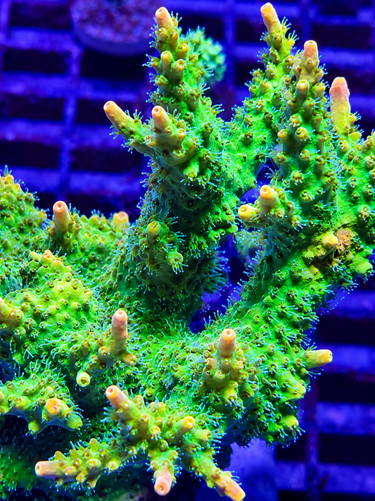 Rainbow Loom Acropora Plug