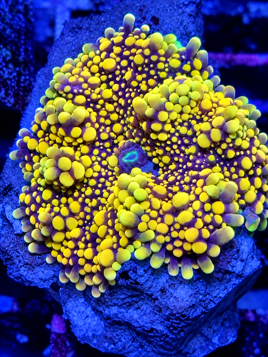 Doughgirl Mushroom Coral