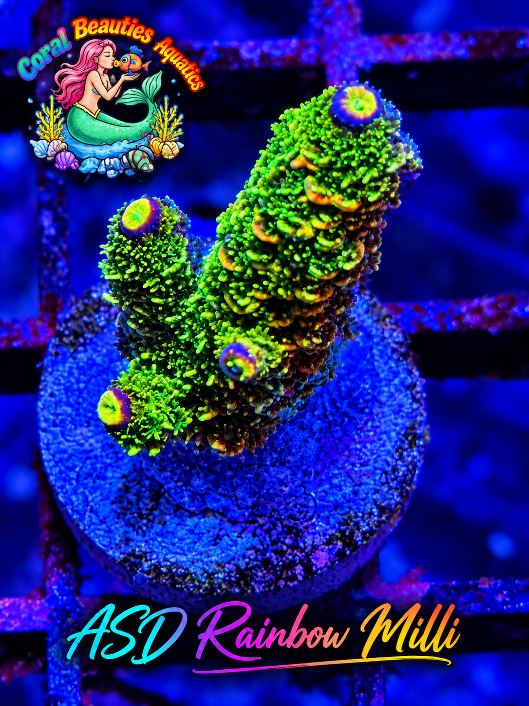 ASD Rainbow Milli Acorpora