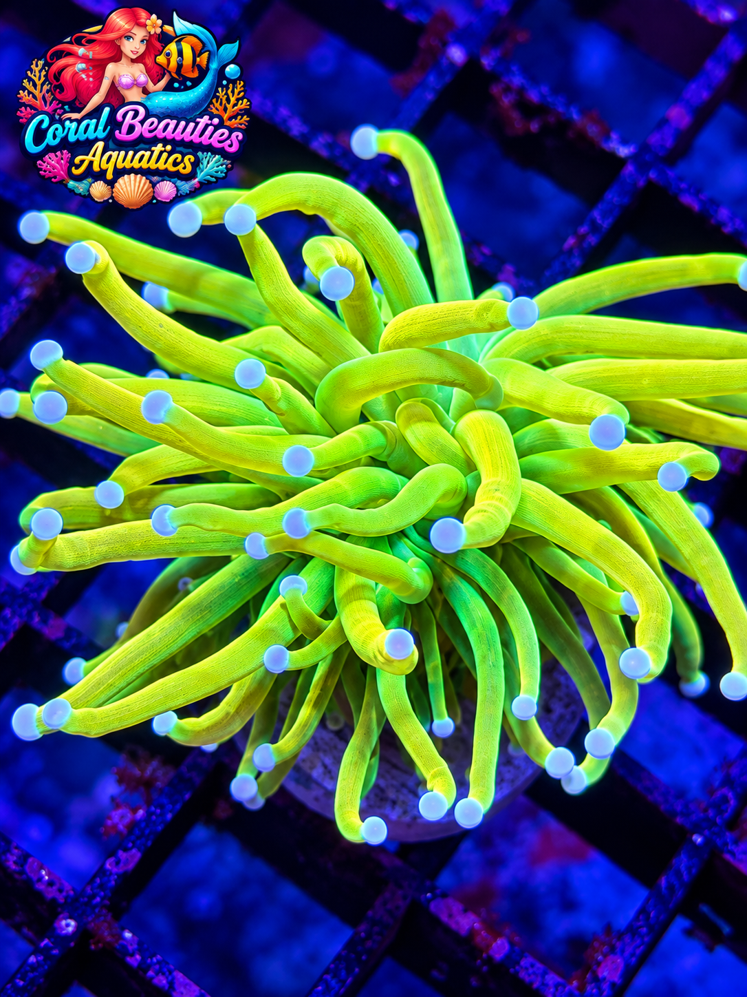 Banana Masters Holygrail Torch - Brand new torch variant