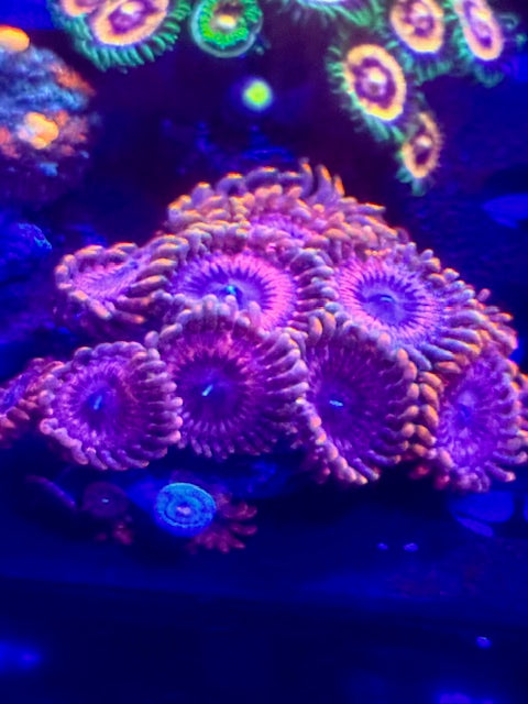 Fairyfart Zoa