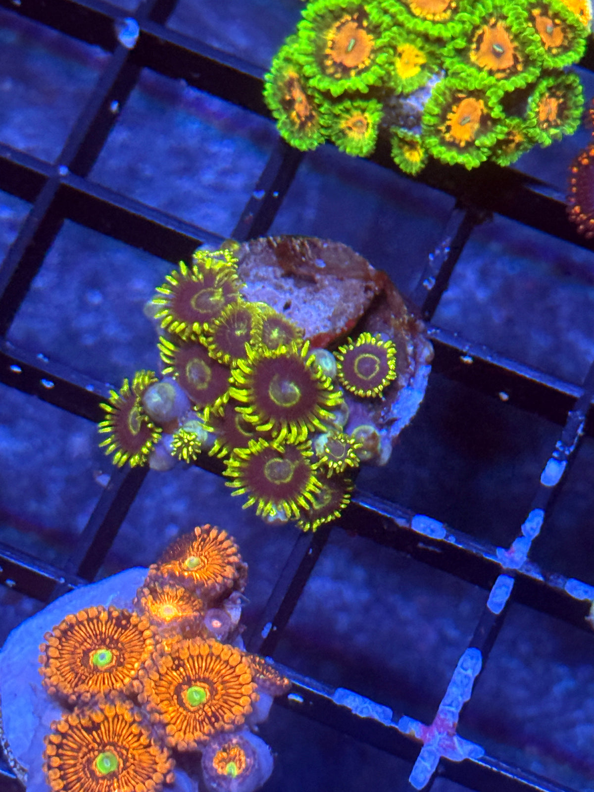 Yellow Hornets Zoas