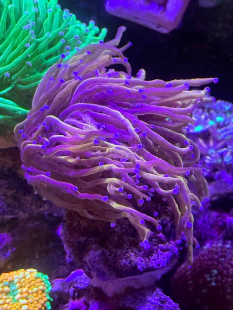 NY Knicks Torch Coral