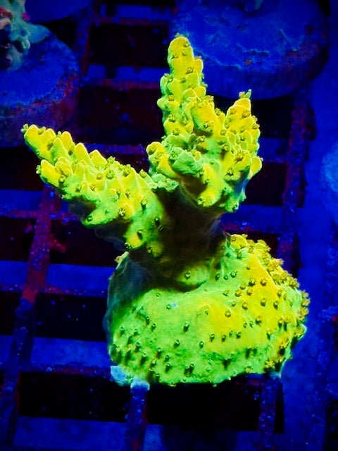 Rainbow Loom Acropora Plug