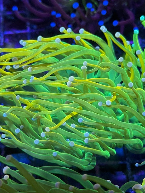 Kraken Torch Coral