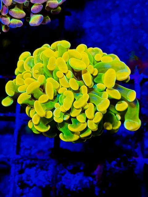 Willy Wonka Branching Hammer Coral