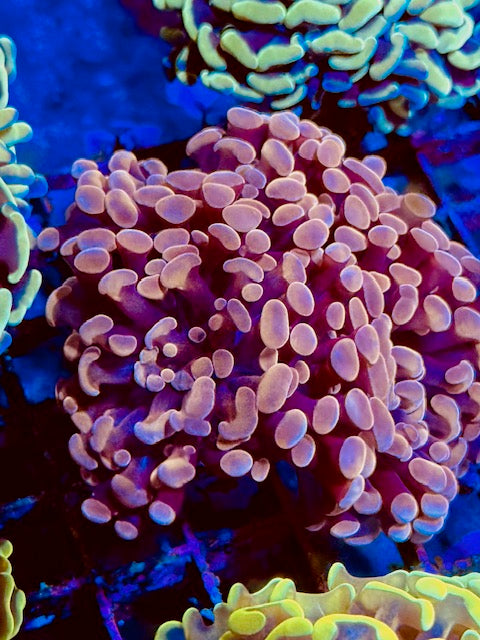 Rose Gold Branching Hammer Coral