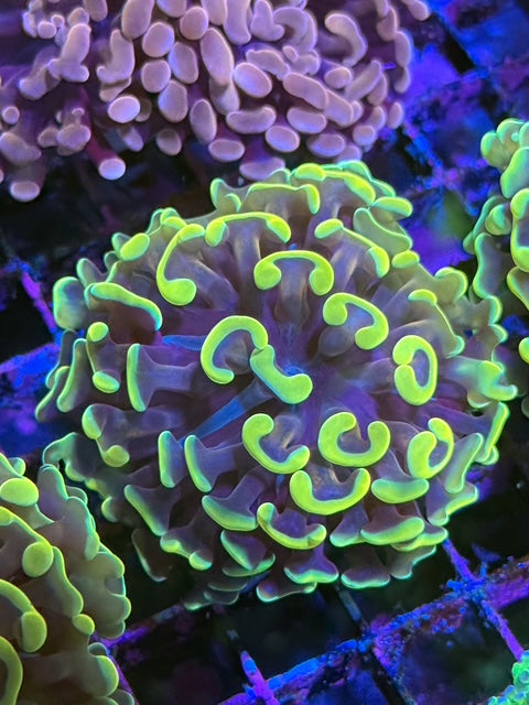 Malaysian Raspberry Branching Hammer Coral