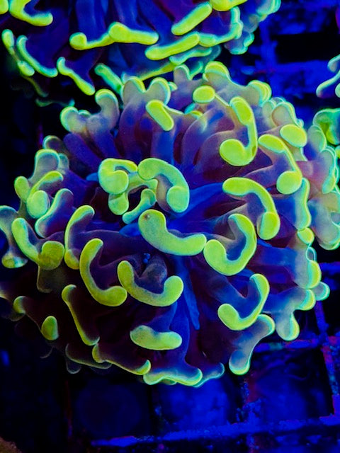 Malaysian Raspberry Branching Hammer Coral