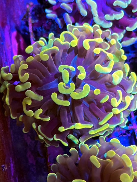 Malaysian Raspberry Branching Hammer Coral