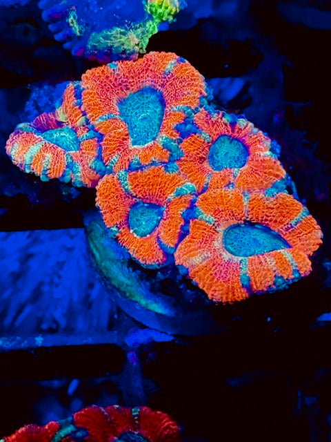 Watermelon Indo Acan Plug