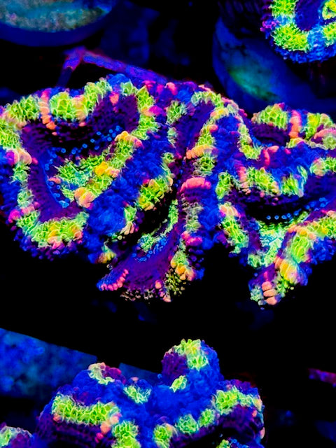 Kiwi Aussie Lord Rainbow Acan Plug