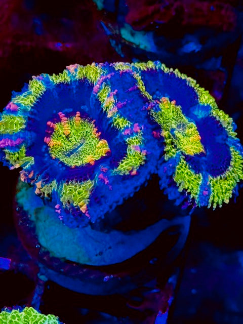 Kiwi Rainbow Aussie Lord  Acan Plug