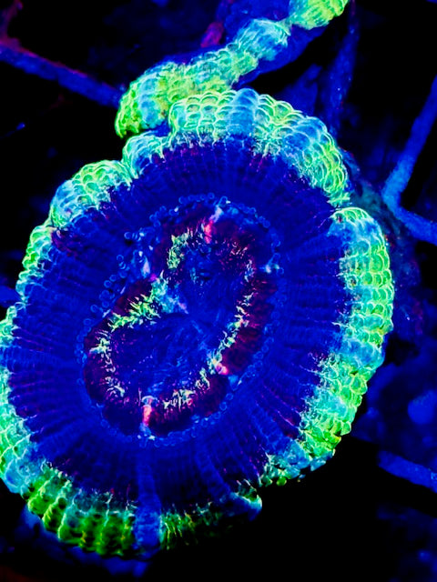 Aussie Lord  Acan Plug