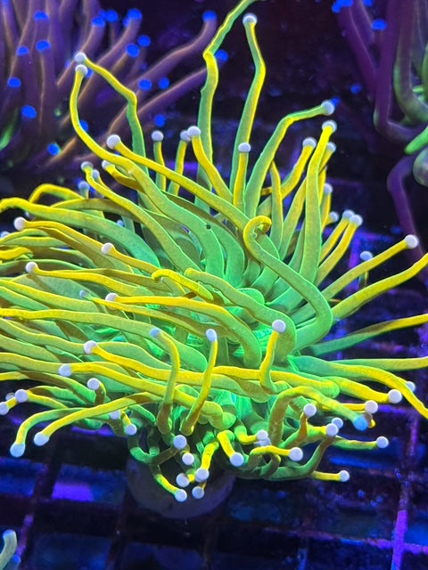 Kraken Torch Coral