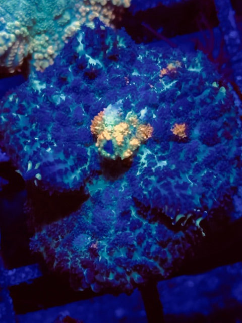 CBA Medusa Mushroom Coral