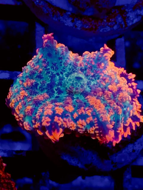 Orange Bomb Berserker Mushroom