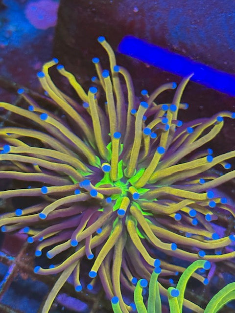 Tiger Knicks Torch Coral
