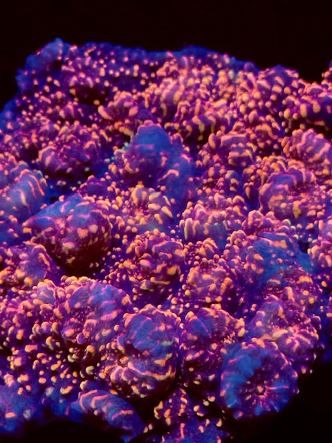 Doughboy Chalice - Insane new Chalice Coral