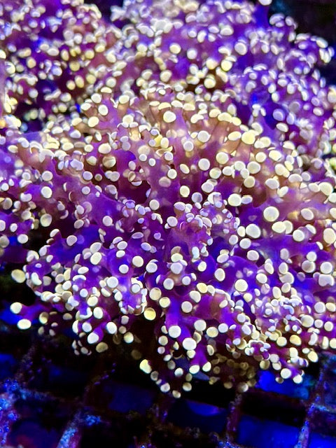 Orange Frogspawn