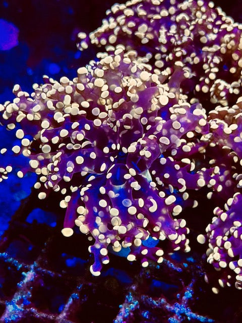 Orange Frogspawn