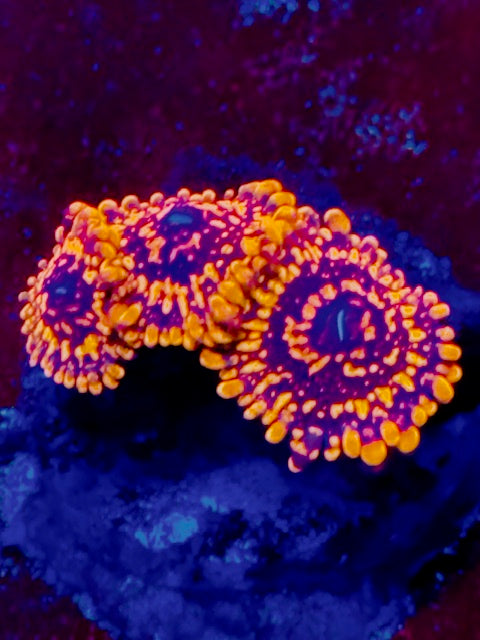 Spellbinder Zoa