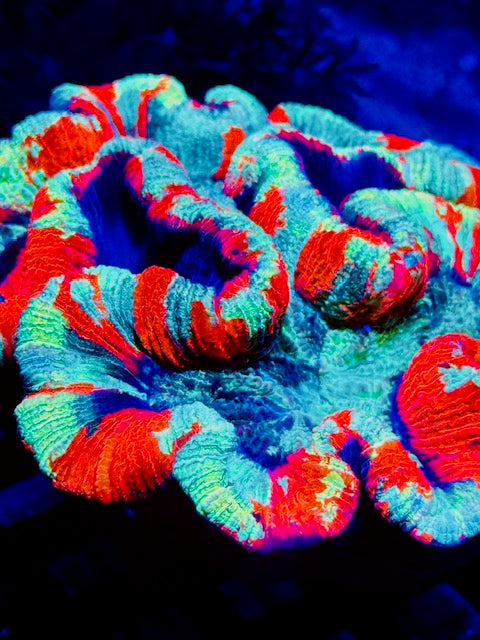 Burning Man Wellsophyllia - Premium rare piece