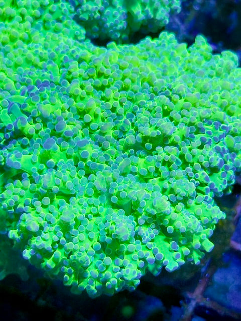 Malaysian Thin Noodle Frogspawn Coral