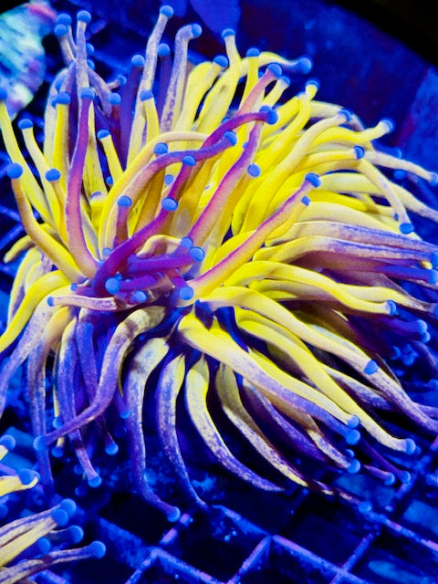 OG Tiger Torch Coral