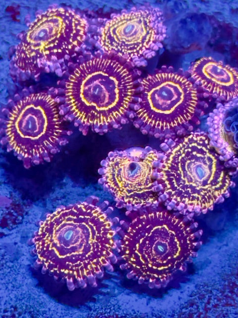 Stratosphere Zoas