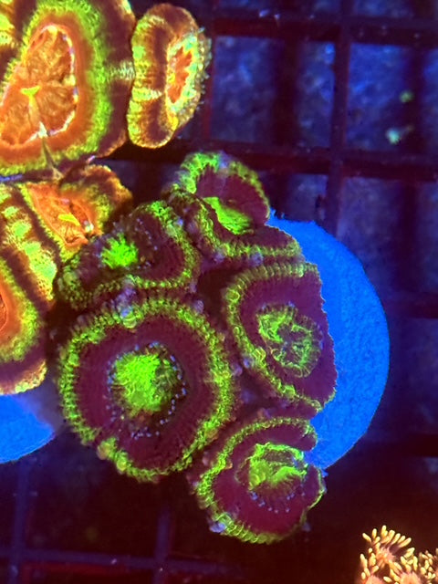 Aussie Green Goblin on Fire Acan