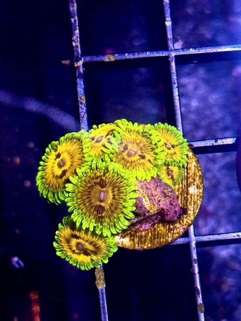 Kermit the Big Bird Zoas