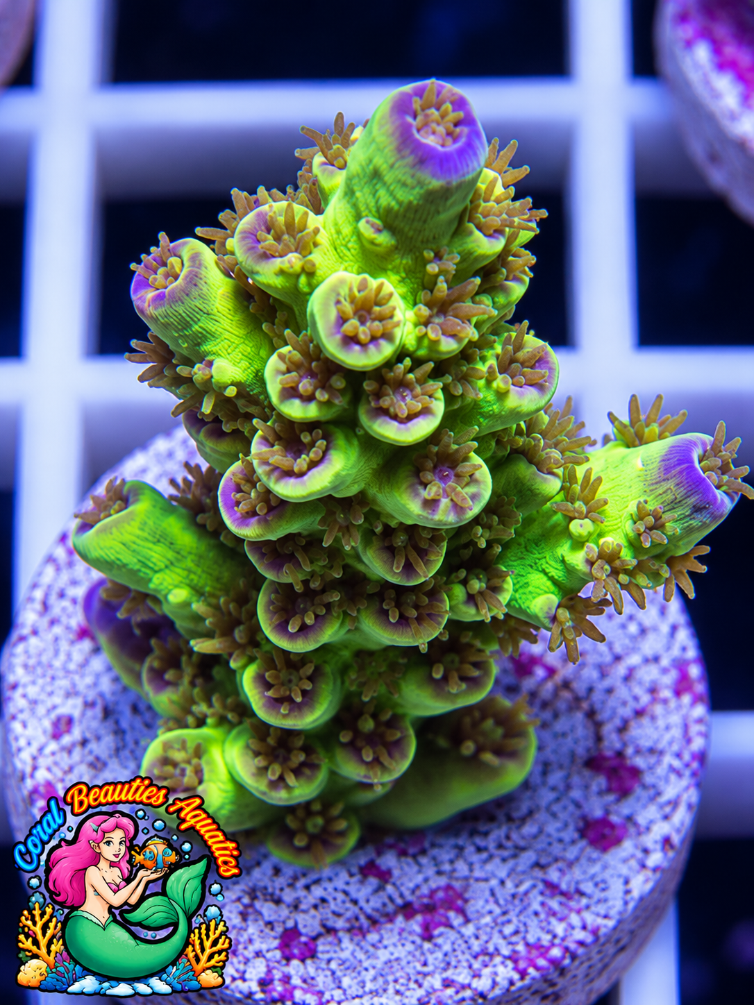 Coral Beauties Aquatics Toxic Orchid SPS  WYSIWYG