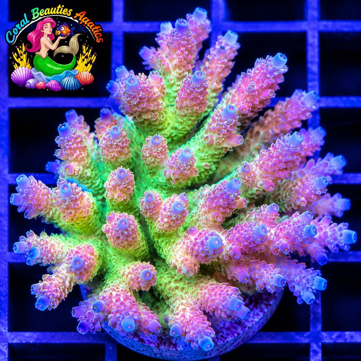 Coral Beauties Aquatics Blueberry Sherbet SPS  WYSIWYG Colony