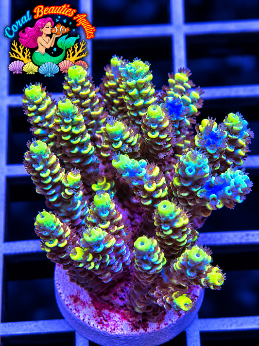 Marco Polo SPS Coral