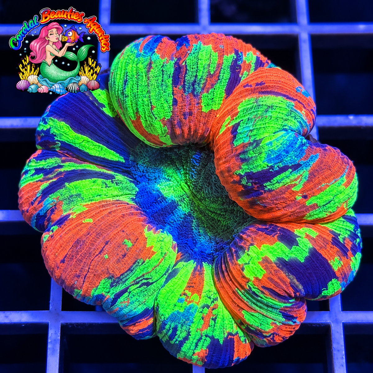 Cleopatra Rainbow Trachyphylla