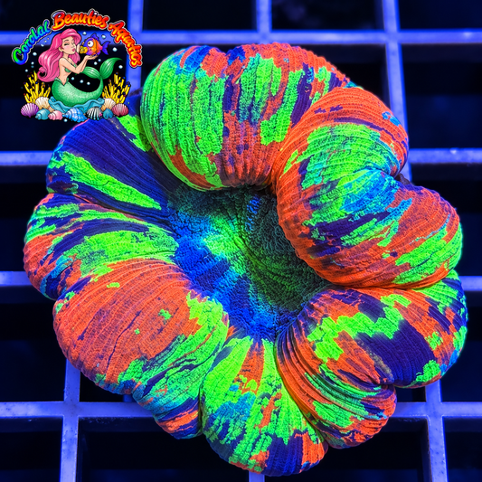 Cleopatra Rainbow Trachyphylla