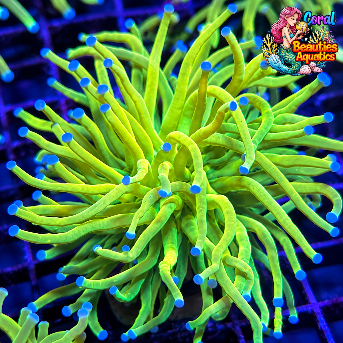 OG Holy Grail Torch Coral