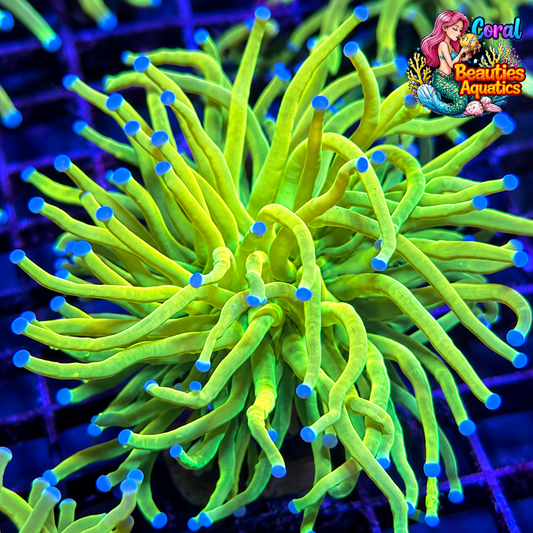 OG Holy Grail Torch Coral