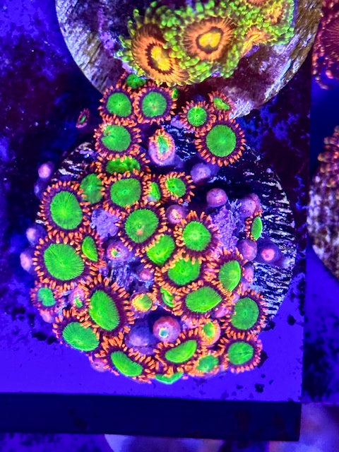 OG Oompa Loompa Zoas