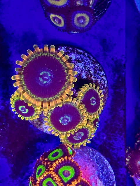 Rainbow Yoda Zoas