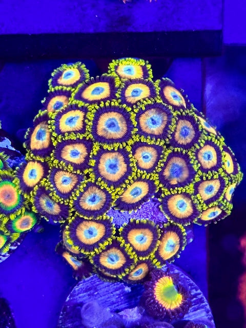 Scrambled Eggs Zoas