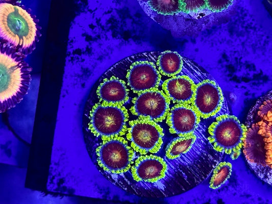 Spitfire Zoas