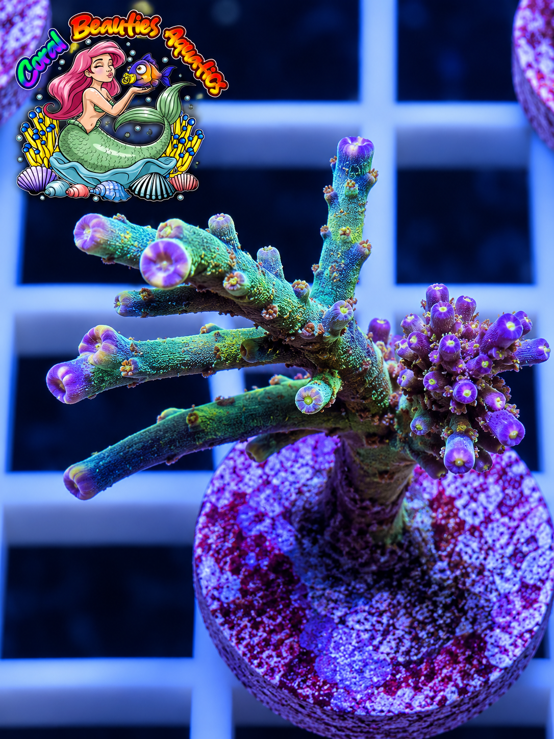 Coral Beauties Aquatics Mermaid Blossom SPS WYSIWYG