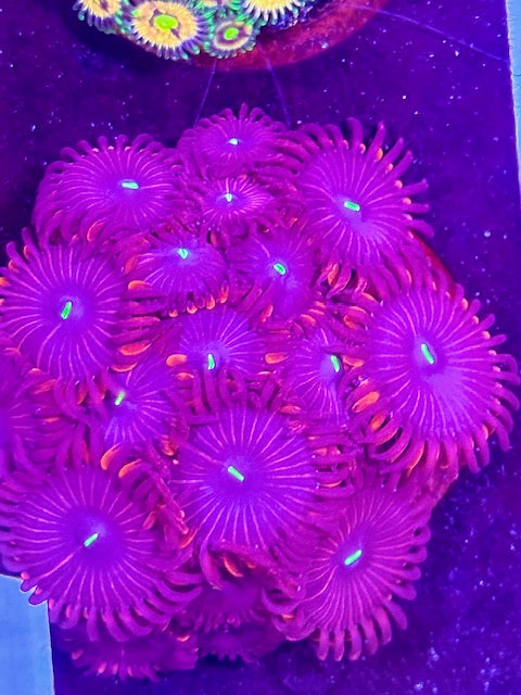 Red People Eater Zoas